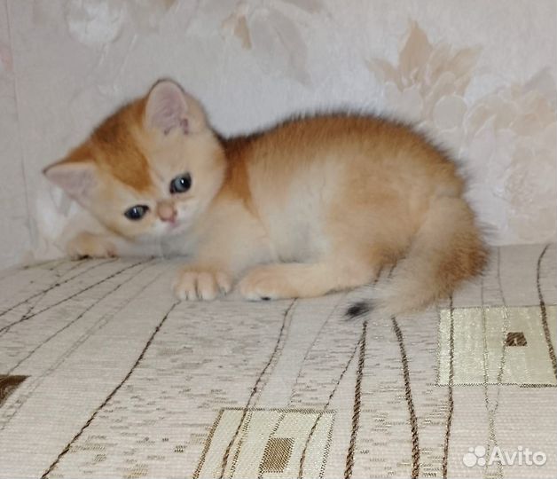 Котята золотая шиншилла