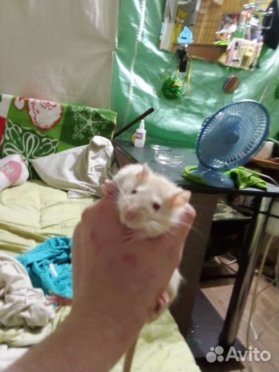 Крысы Дамбо