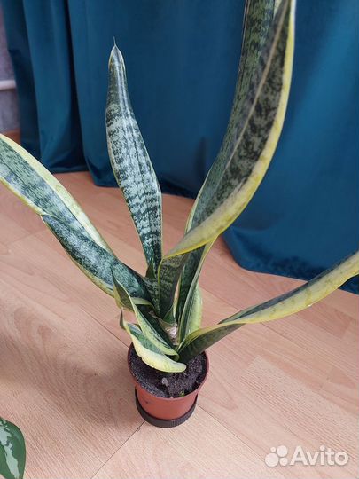 Комнатные растения