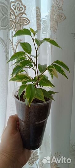 Фикус бенджамина пестролистный