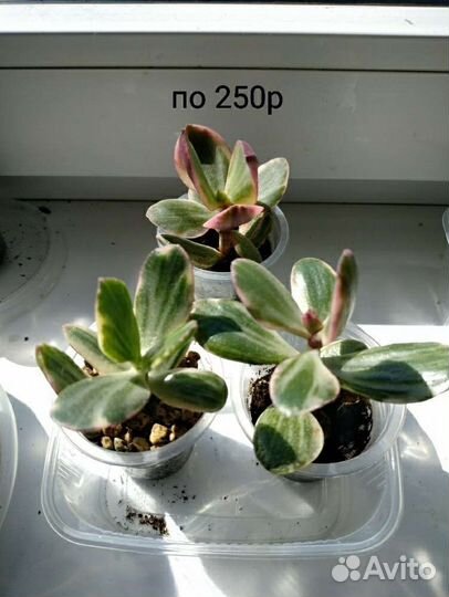 Крассула триколор (C. Ovata obliqua tricolor )