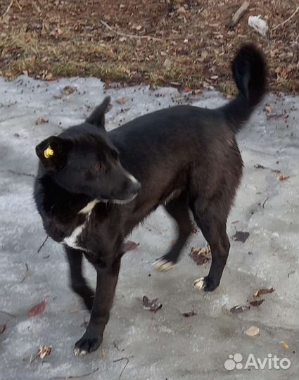 Щенок подросток охранник