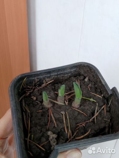 Хоста мышиные ушки