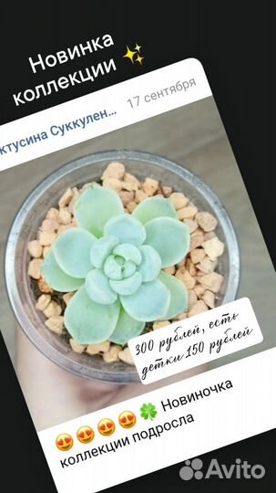 Суккуленты / малышня