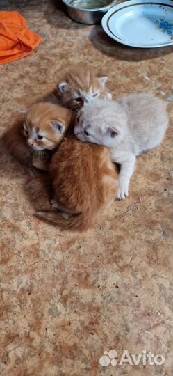 Рыжики в добрые руки