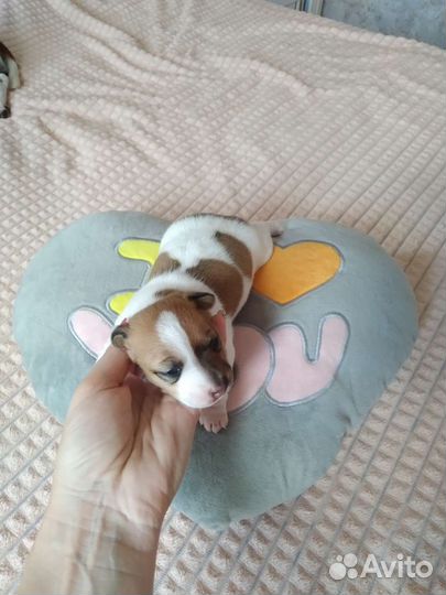 Джек Рассел терьер щенки бронь