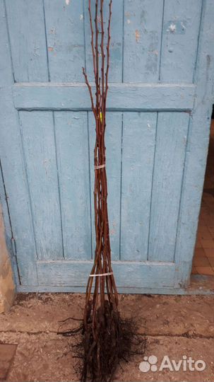 Саженцы Хурмы