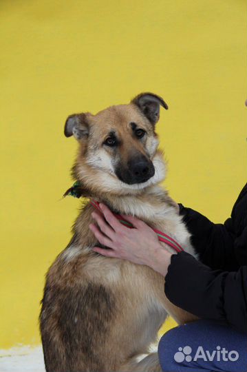 Собаки бесплатно