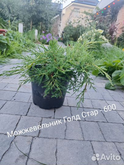 Можжевельники
