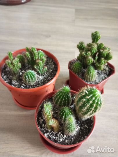 Кактус