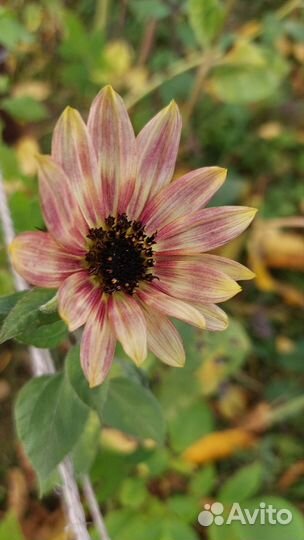 Семена декоративного подсолнуха