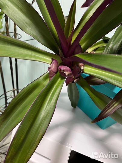 Традесканция рео. Комнатный цветок