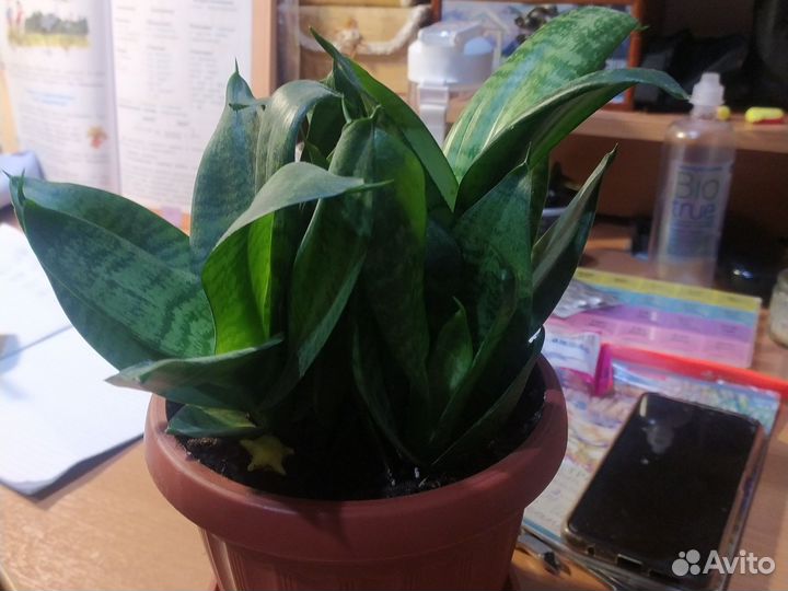 Сансивиерия ханни