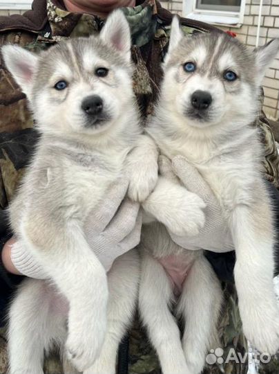 Щенки сибирской хаски девочки