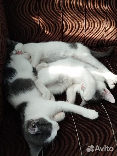 Котята в добрые руки