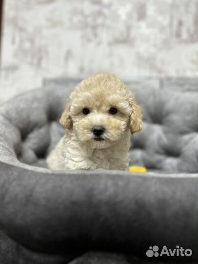 Мальтипу f1 девочка скор