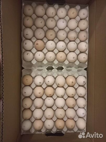 Продам инкубационное яйцо
