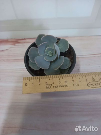 Эхеверия, суккуленты 