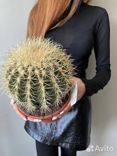 Кактус, редкий, в наличии, суккулент