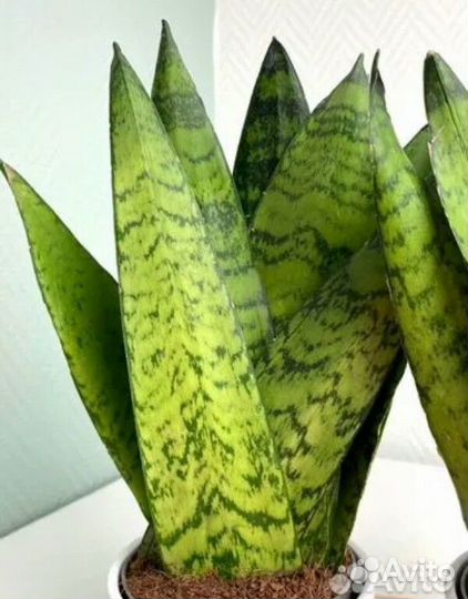 Сансевиерия для техники Фан