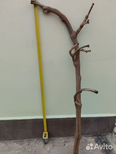 Виноградная лоза, очищенная коряга