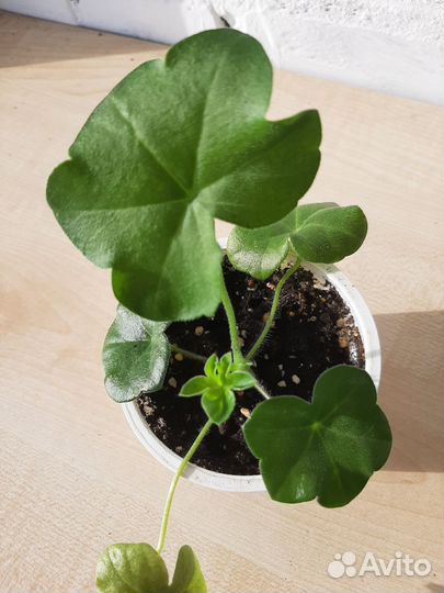 Герани и фуксии разные