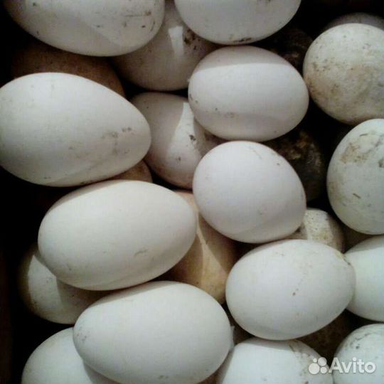 Инкубационное яйцо