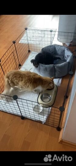 Вольер для щенков