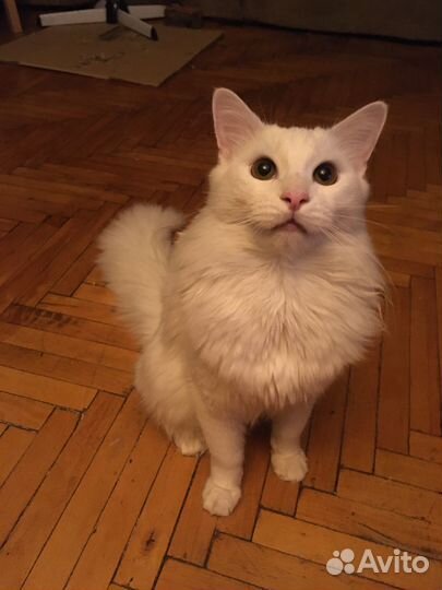 Ангорский котик в добрые руки или на кураторство