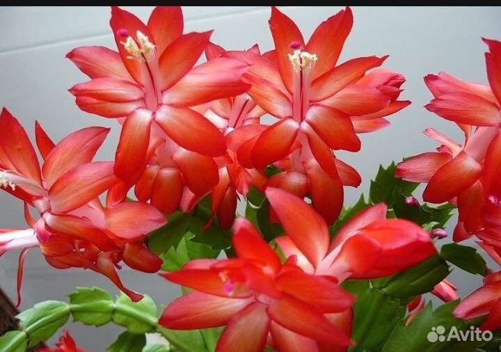 Цветы комнатные