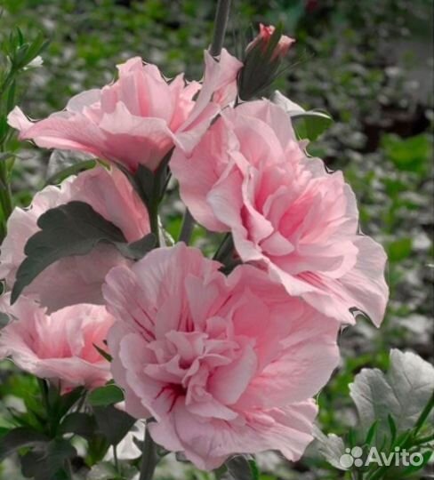 Гибискус сирийский 