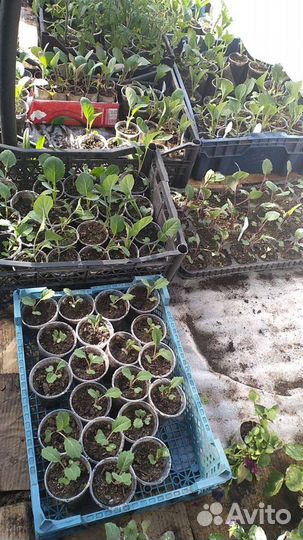 Капуста, огурцы баклажаны