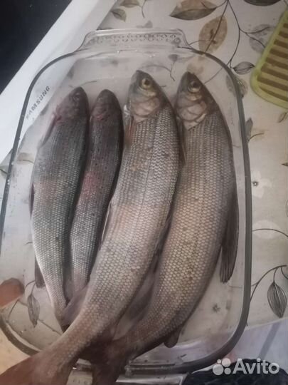 Омуль, Сиг, Хариус, Муксун, Голец