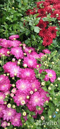 Хризантема мультифлора