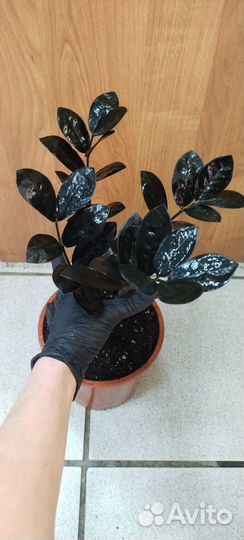 Замиокулькас