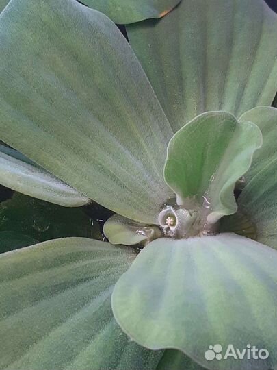 Растения пистия и Элодея канадская