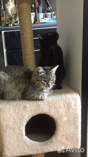 Кошки и коты в добрые руки