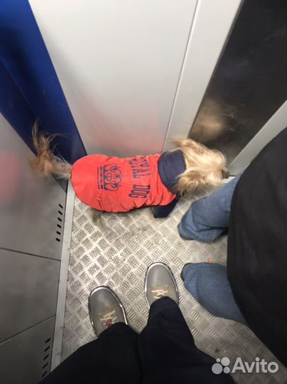 Наушники apple earpods 3.5 мм с кейсом