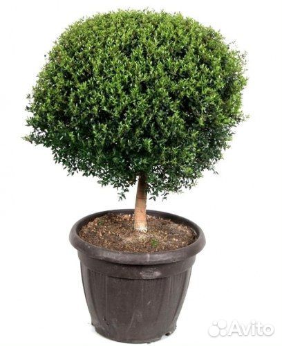 Комнатное растение мирт. Миртовое дерево