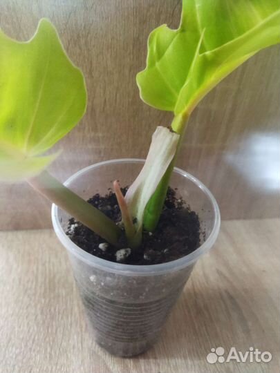 Сингониум orm tong var