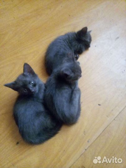 Котята