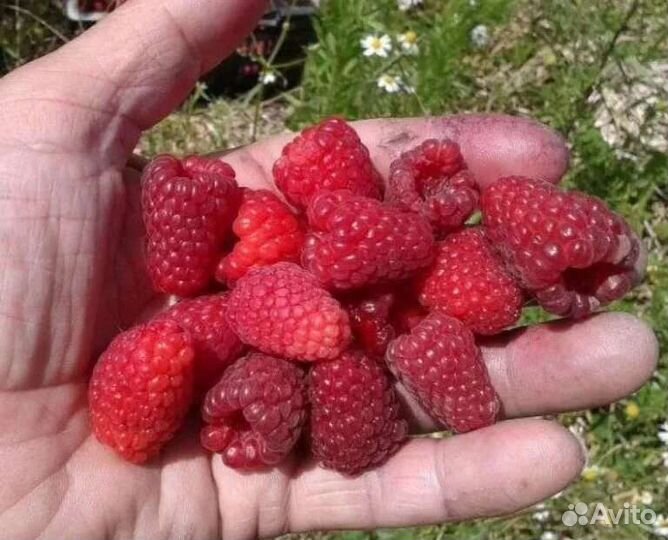 Саженцы черной, красной смородины, малина