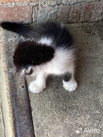 Шотландские вислоухие котята