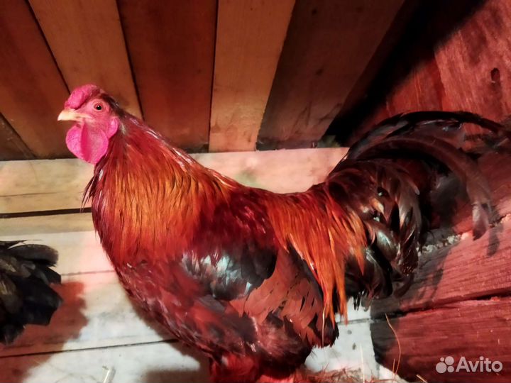 Молодые петухи