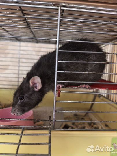 Крысы дамбо и белки дегу