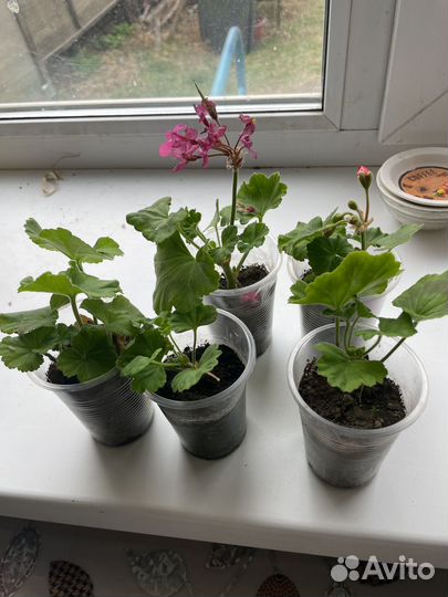 Пеларгония герань