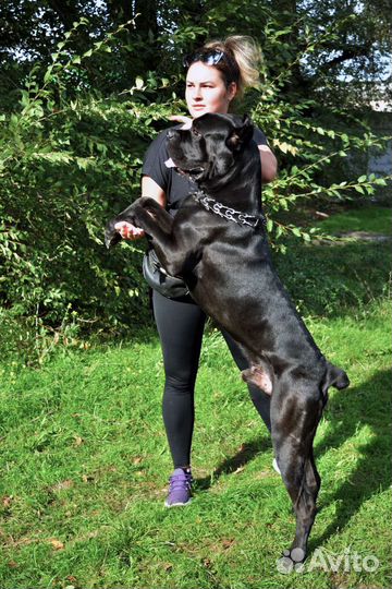 Кане Корсо вязка