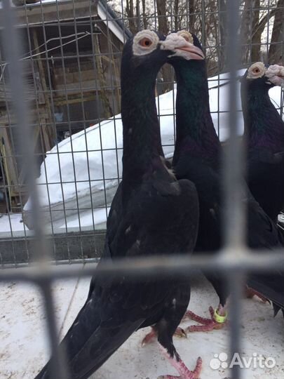 Голуби карьеры. Карьеры