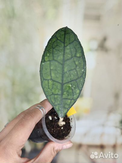 Хойи часть 4