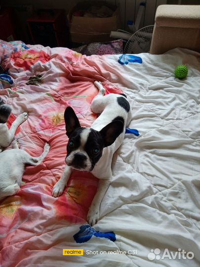 Французский бульдог девочка